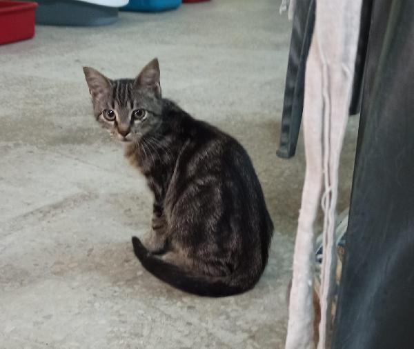 AKI – dolce gattino di 4 mesi cerca casa 🏡 Foto 4
